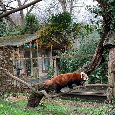 Newquay Zoo - 2020 All You Need to Know Before You Go (with Photos) - Newquay, England | Tripadvisor