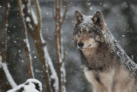 HD wallpaper: wolf pack 1080p hd, snow, winter, snowing, animal themes ...