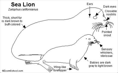 California Sea Lion Printout- EnchantedLearning.com | Sea lion, Lion ...