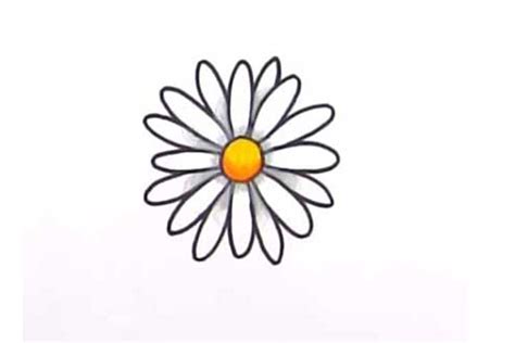 Daisy drawing: Flower, Easy, Realistic, Outline and Simple