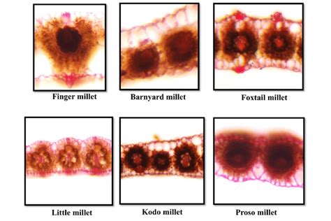 Variations in morphology and diameter of bundle sheath cells of minor... | Download Scientific ...