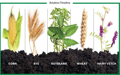 Fundamentals of Cover Crops - MFA Oil