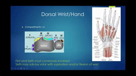 Anatomy Of Wrist And Hand - Anatomical Charts & Posters