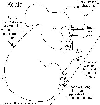 Koala Read and Answer Quiz- EnchantedLearning.com