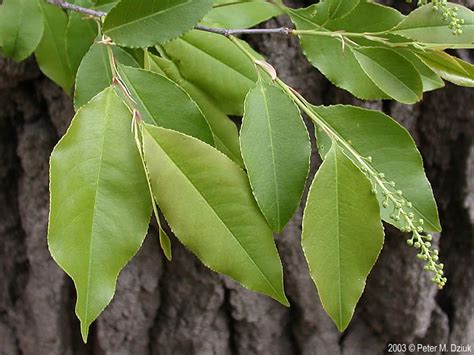 Prunus serotina (Black Cherry): Minnesota Wildflowers