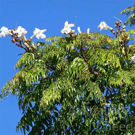 Buy RADERMACHERA sinica, China doll, Australian Seeds | Australian Seed