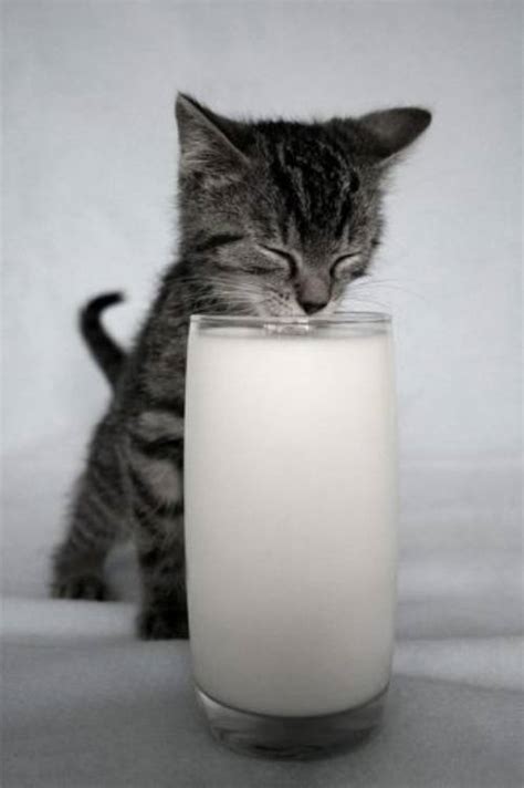 Kitten - Drinking Milk