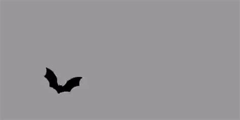 Flying Bat Gif