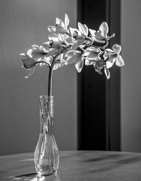 Still Life Photography Black And White Flowers