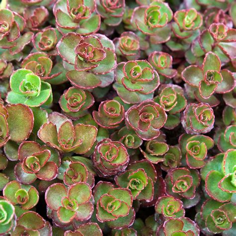 Sedum spurium Dragon's Blood | Succulents for Sale