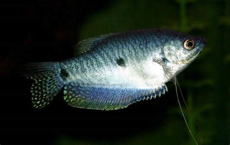 Comprehensive Guide to Blue Gourami Care, Breeding, and Aquarium Setup