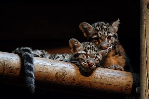 Clouded Leopard Cubs - Clouded Leopards Photo (18473817) - Fanpop