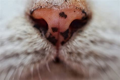 Dry Cat Nose - Causes & Treatment » Petsoid