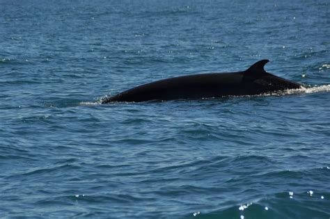 Antarctic Whales Pictures & Facts List Of Whales In Antarctica