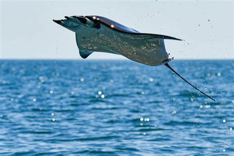 The flying Manta Rays of Baja California