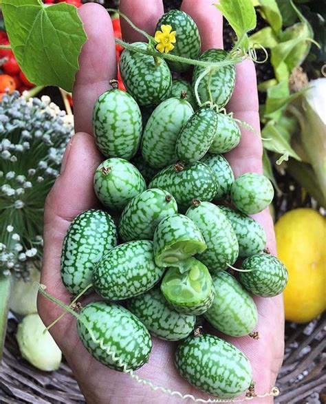 Love these beauties from @bettinakbh #cucamelon also known as the Mexican Sour Gherkin cucamelon ...