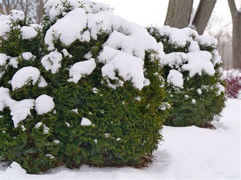 Plant of the Week: TATER TOT® Arborvitae - Plant of the Week