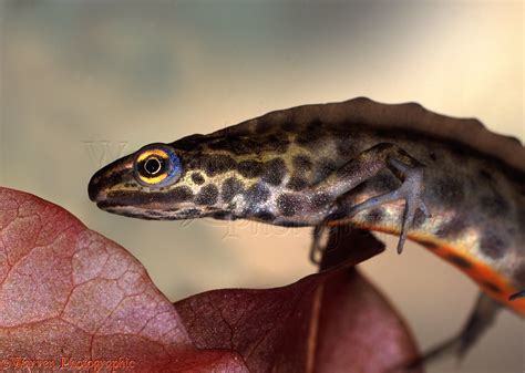 Common Newt male closeup photo WP07283