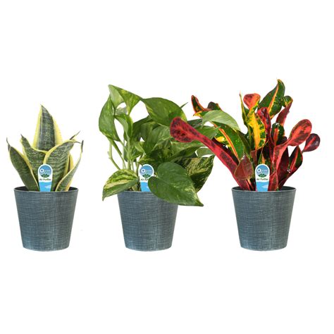 Costa Farms Live Indoor 10in. Tall Plants with Benefits in 4in. Décor Planter, 3-Pack - Walmart ...