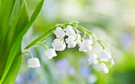 HD wallpaper: white lily of the valley flowers, greens, macro, light, sheet | Wallpaper Flare