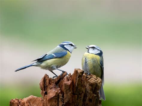 Blue Tit Bird Facts (Cyanistes caeruleus) | Bird Fact