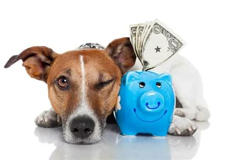 What Is Dog Health Insurance? The Wise Investment In Your Budget Planning - Insurance Noon