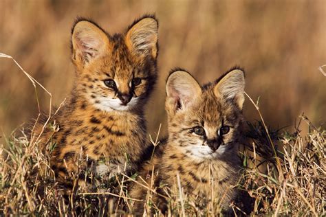 Baby African Serval Cat