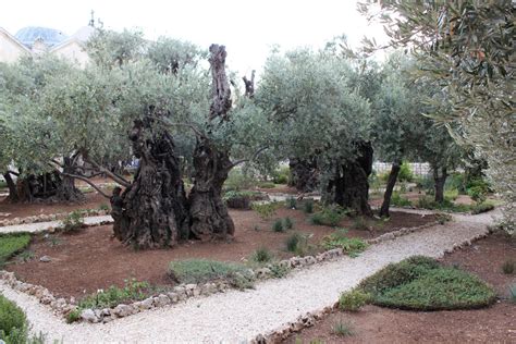 Mount of Olives & Gethsemane - Dossier Blog