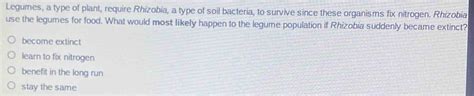 Solved: Legumes, a type of plant, require Rhizobia, a type of soil bacteria, to survive since ...