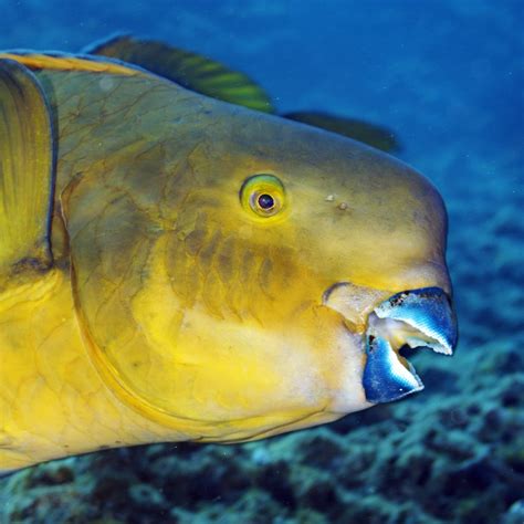 Parrotfish | National Geographic