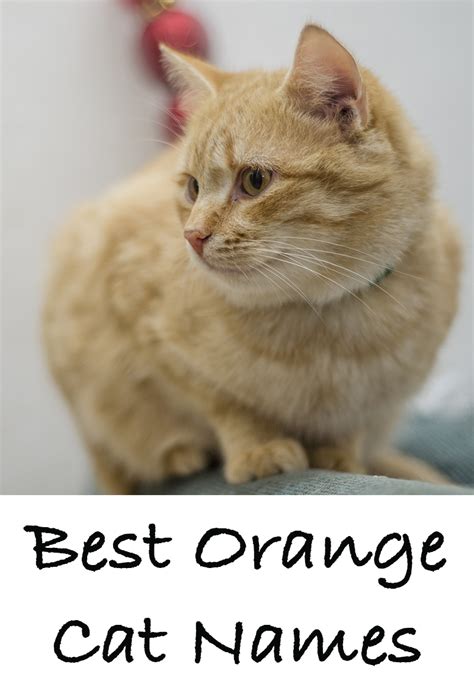 30 Top Pictures Golden Tabby Cat Names / crime | The Green-Walled Tower ...