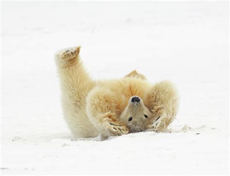 Polar Bear Rolling In Snow by P. De Graaf