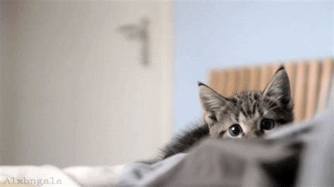 Kitten Jumping GIF - Find & Share on GIPHY