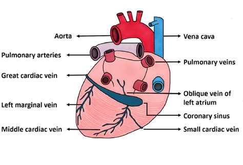 Cureus | A Route Less Traveled: Anomalous Venous Drainage of the Right Heart