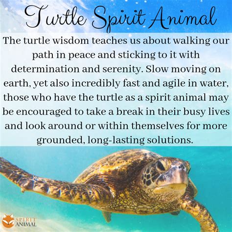 Turtle Spirit Animal - Discover the Wisdom of the Turtle Totem