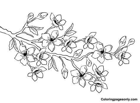 Cherry Blossom Branch Coloring Pages