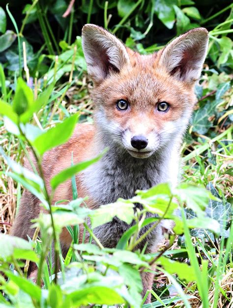 Fox Cub Free Stock Photo - Public Domain Pictures