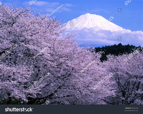 Cherry Blossoms Mount Fuji Stock Photo 8342146 | Shutterstock