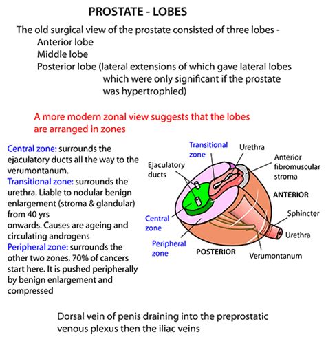 Instant Anatomy - Abdomen - Areas/Organs - Urinary tract - Prostate Lobes