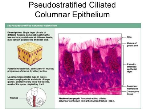 Pseudostratified Columnar Epithelium | Definition, & Types | Anatomy and physiology textbook ...