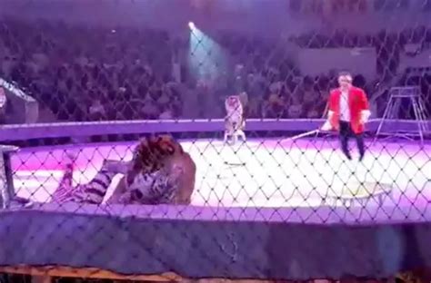 Grisly tiger fight erupts at circus in front of terrified kids leaving ...