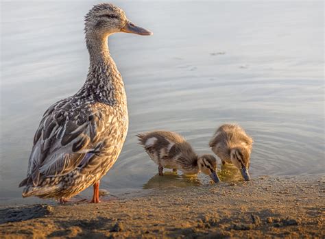 mallard ducklings watched over by their mother – Stan Schaap PHOTOGRAPHY