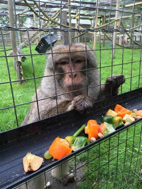 A Day in the Life of a Zookeeper (Primates) - Animal Experiences At Wingham Wildlife Park In Kent