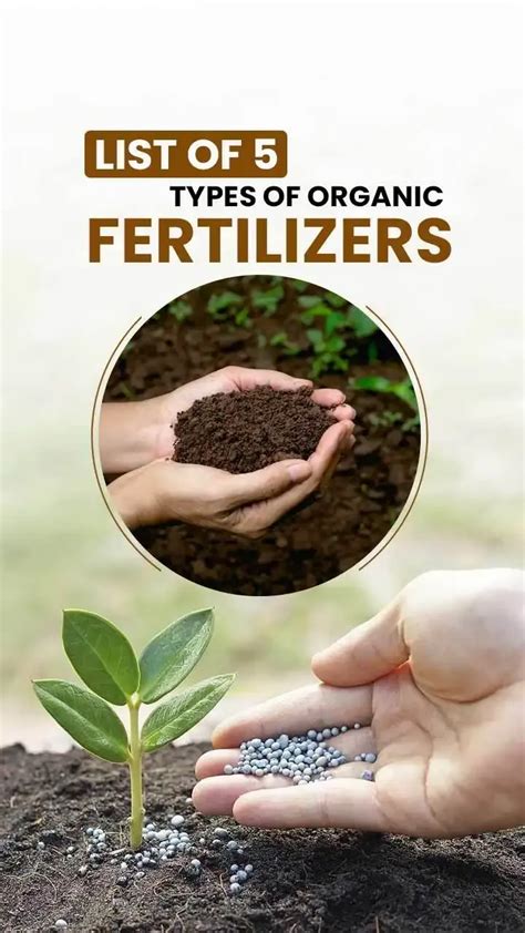 Boost Your Farm Naturally: Top 5 Types of Organic Fertilizers