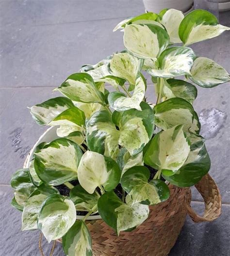 Pin by Aimee Moore on Tanaman in 2020 | Pothos plant, Plants, Variegated plants