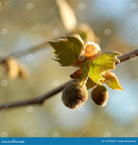 Leaves and Fruit of a Maple-leaved Sycamore Platanus Acerifolia Stock Image - Image of colour ...