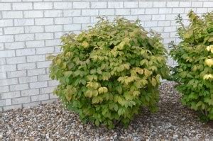 Dwarf Burning Bush is a great deciduous shrub for fall color.