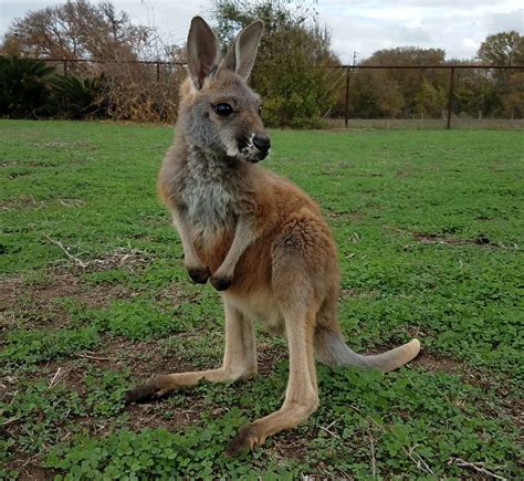 Red Kangaroos | Janda Exotics Animal Ranch