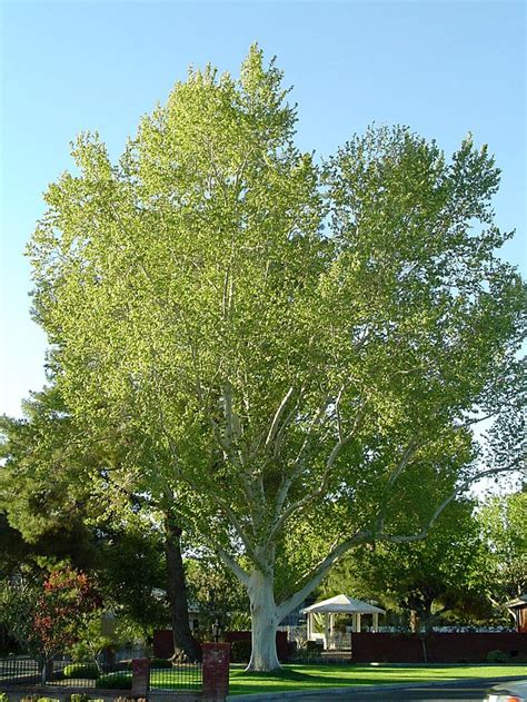 64 best images about sycamore tree on Pinterest | Search, Trees and The ...