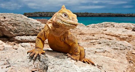 More Than 1,400 Iguanas Reintroduced To The Galapagos Islands